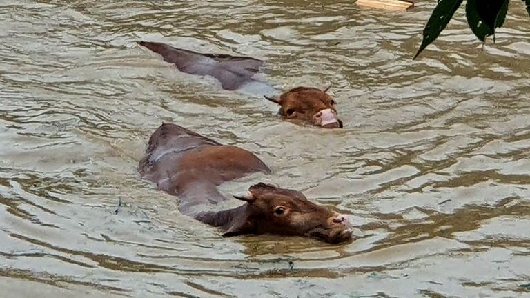 Cows struggling to swim through floodwater caused by heavy rain in the southwestern county of Gurye, South Korea, 08 August 2020.