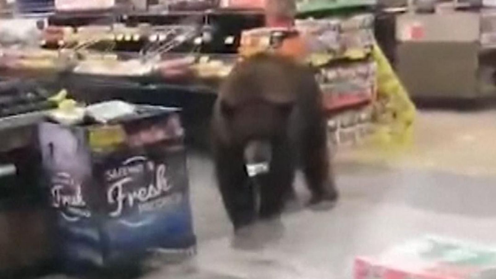 bear making store