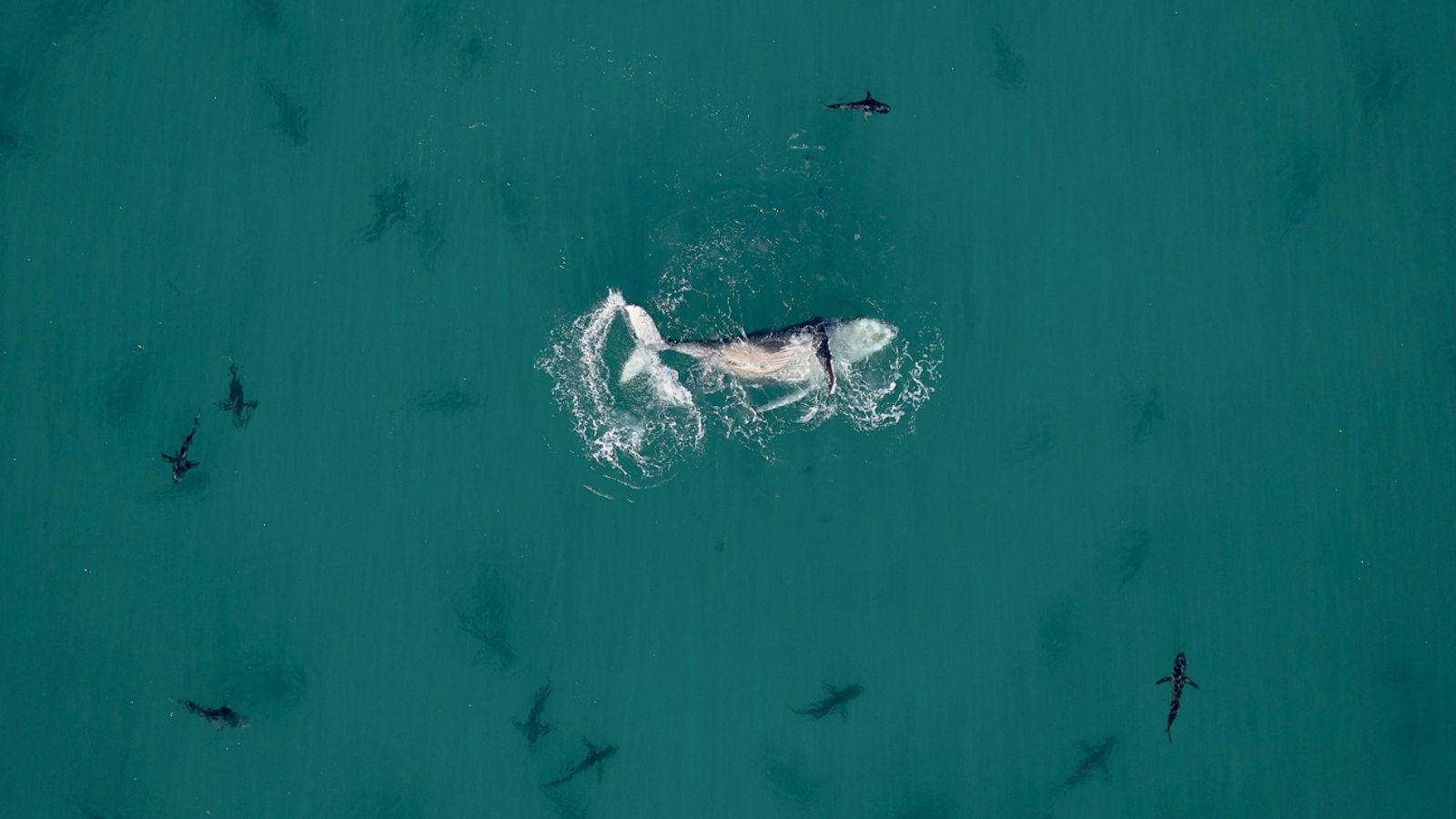 Drone Photo Awards 2020: Extraordinary image of shark in heart-shaped  school of fish wins top prize, UK News