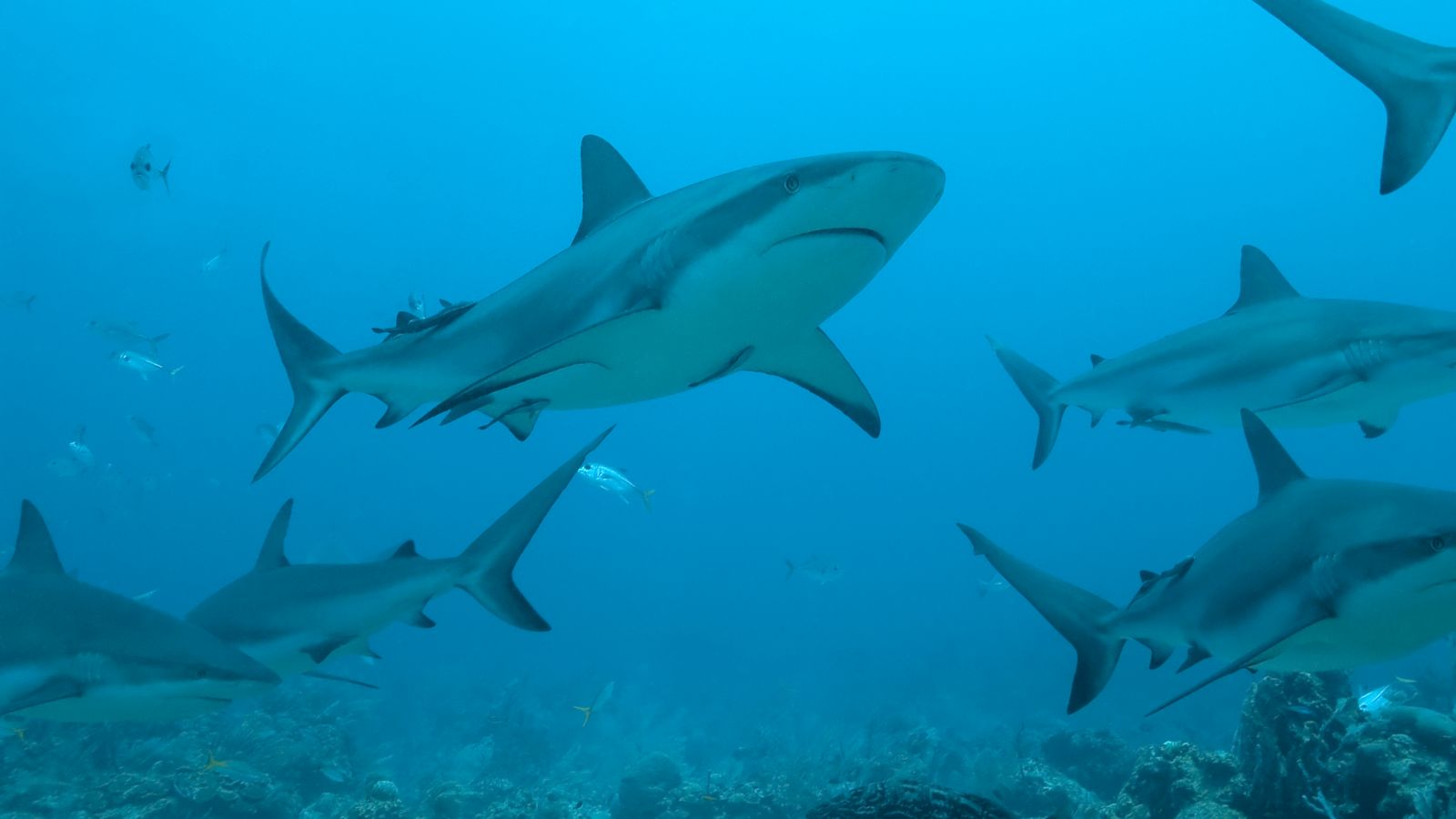 Coronavírus: meio milhão de tubarões ‘podem ser mortos para vacina’, alertam os especialistas