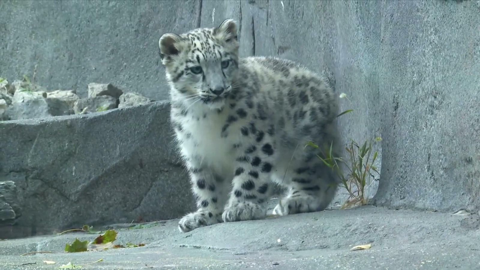 aurora babies snow leopard