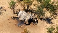 The dead elephants were found in Okavango Delta, Botswana