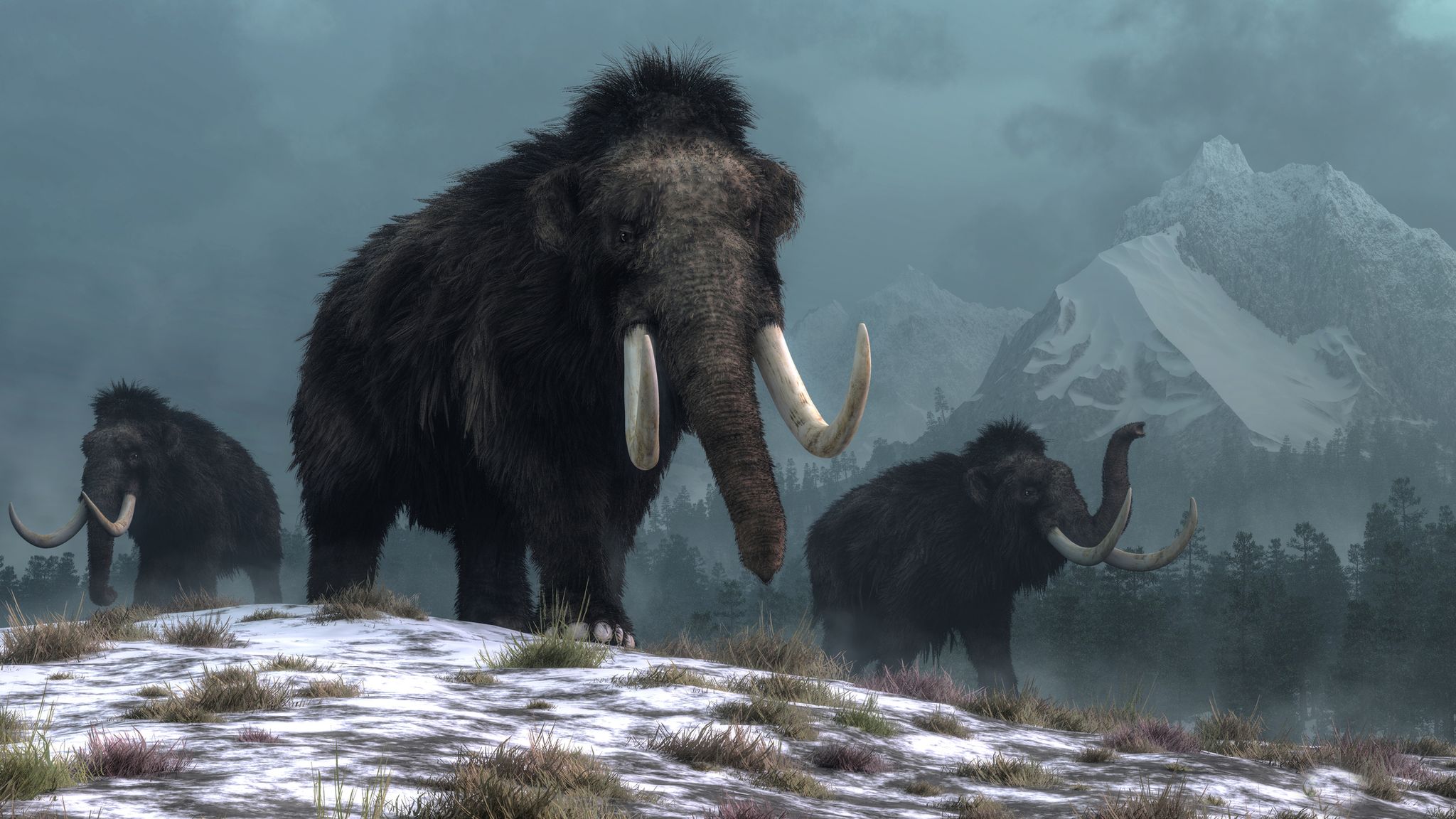 Mammoth skeleton discovery in Mexico may explain why species became