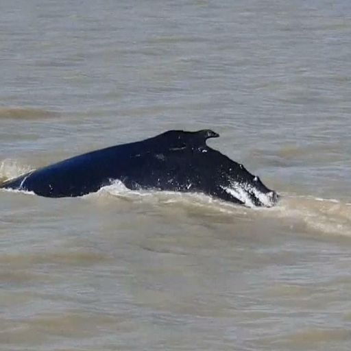 Rescuers Battling To Save 180 Whales Stranded Off Australian Coast ...