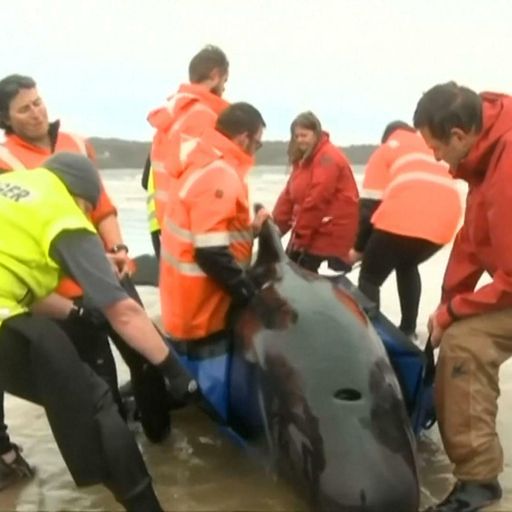 Almost 90 long-finned pilot whales rescued after record beaching in Australia