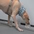 COVID-19: Köpekler enfeksiyonu tespit etmek için haftalar içinde eğitilebilir | Dünya Haberleri