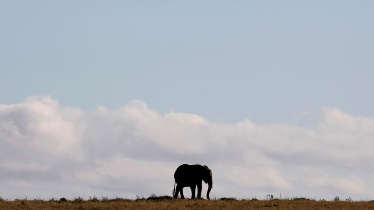 An elephant walks through the Maasai Mara National Reserve, Kenya