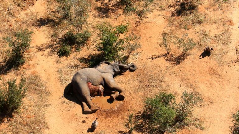 Aerial pictures showing dead elephants in Okavango Delta in Botswana earlier this year