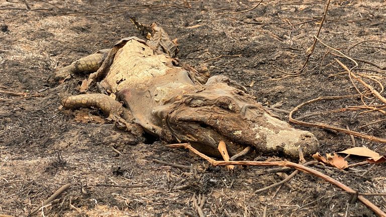 The bodies of caiman are seen where they died escaping the flames