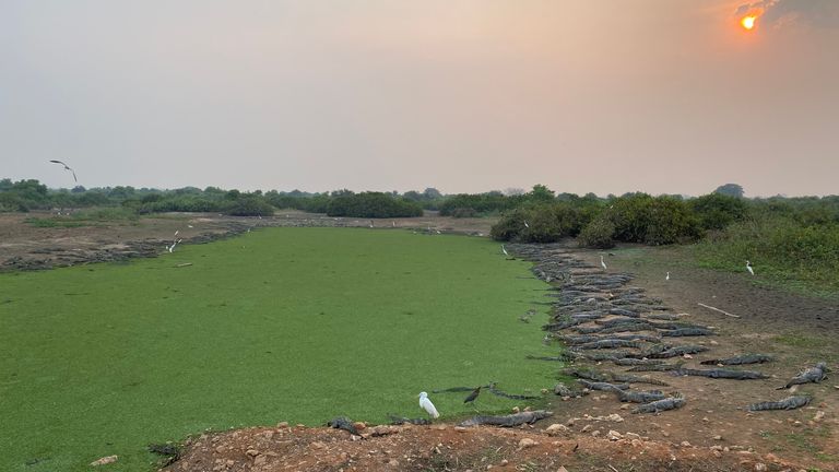 Caiman are seen lined near a water supply after the fires