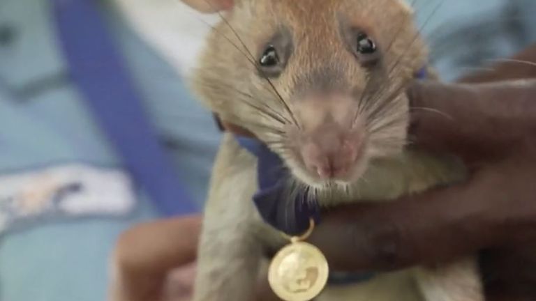 Magawa the rat poses with his gold medal