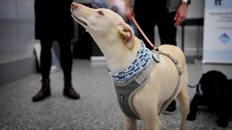 Kossi, one of the sniffer dogs being trained to detect coronavirus from arriving passengers. Sample, found on September 22, 2020 at Helsinki Airport in Vantaa, Finland.  Lehtikuva/via REUTERS ATTENTION EDITORS - This image was provided by a third party. No third party sales. Not for use by Reuters third-party distributors. Finland is out. There are no commercial or editorial sales in Finland.