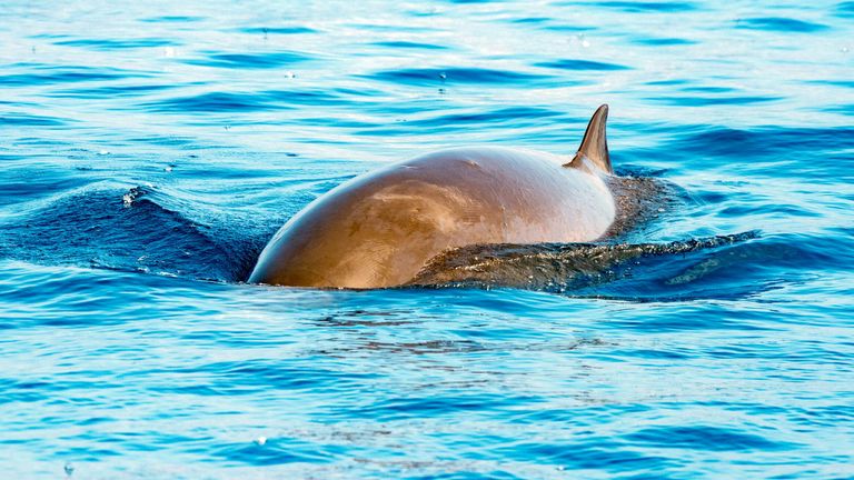 Cuvier’s beaked whale. File pic