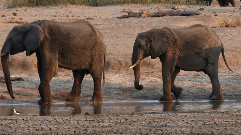 Investigations have been carried out into the deaths of elephants in Botswana and Zimbabwe