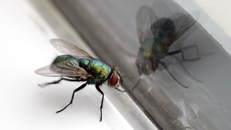 A man in France partly blew up his home after trying to swat a fly