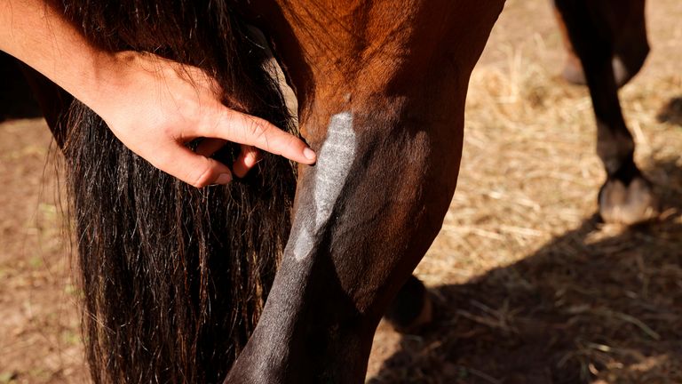 Remy Marechal&#39;s horse Balaclava was among the animals injured