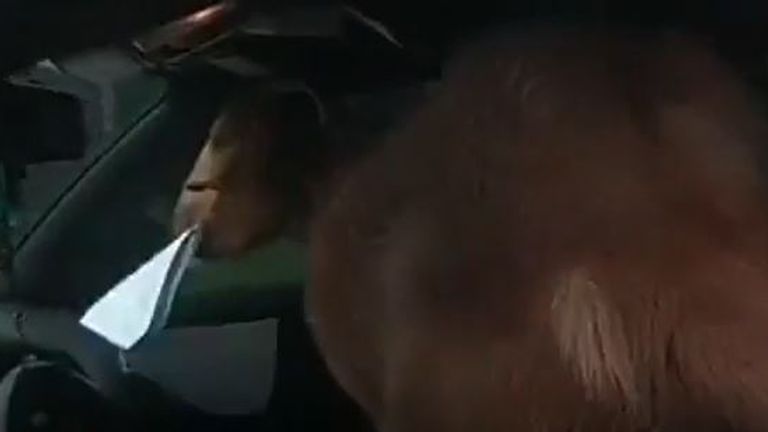 Goat enjoys munching on some police paperwork while sitting behind wheel of squad car