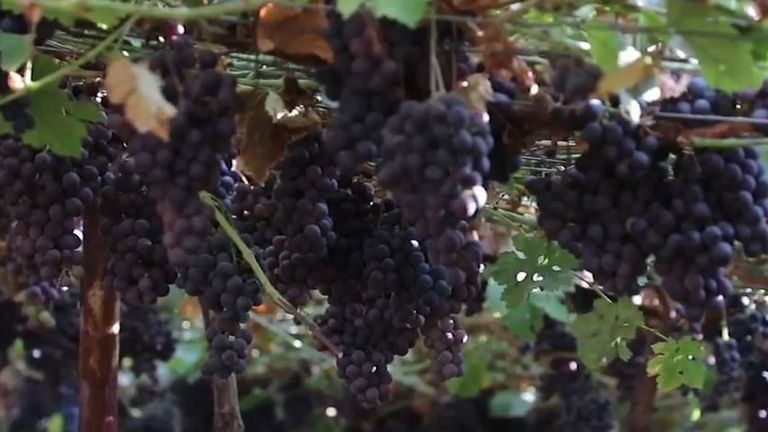 Grapes galore... but too many to handle for farmers in Iraq