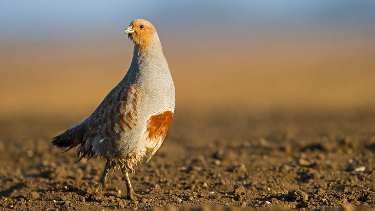 Grey partridge populations have declined in the UK