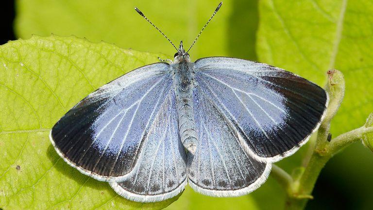 The Holly Blue butterfly saw the biggest increase in its numbers this summer compared with the figures compiled in 2019