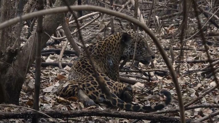 Rescue teams searching for injured jaguars in Amazon
