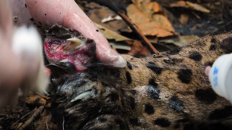 The rescue team are helping jaguars who were harmed in the fires in the Pantanal region