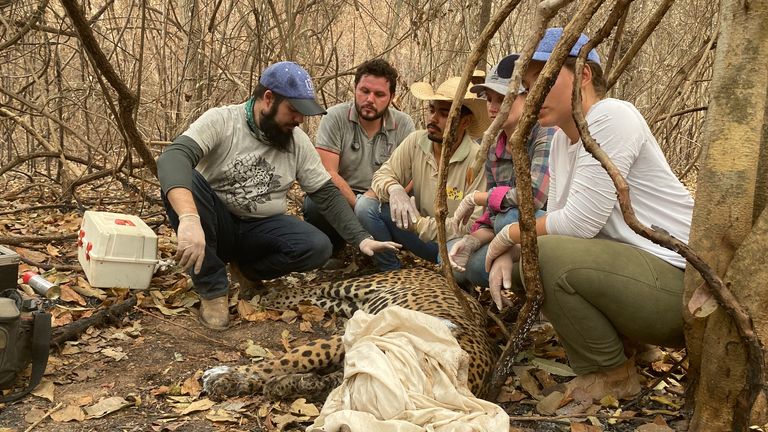 Eduarda Fernandes and her team treat and injured jaguar 