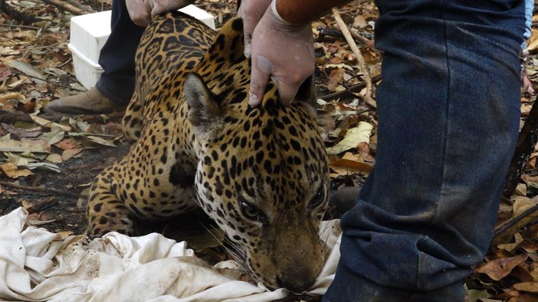 The rescue team sedates jaguar that need treatment