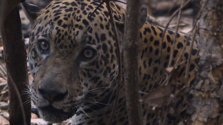 The fires have devastated the habit of jaguars who live in the region