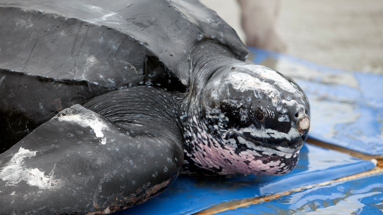 A leatherback turtle is released into the wild