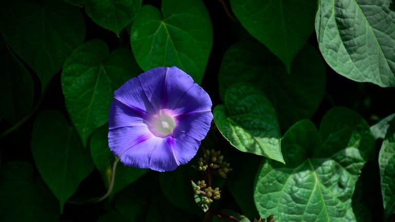 Morning Glories were among the plant species found in the bags of seeds