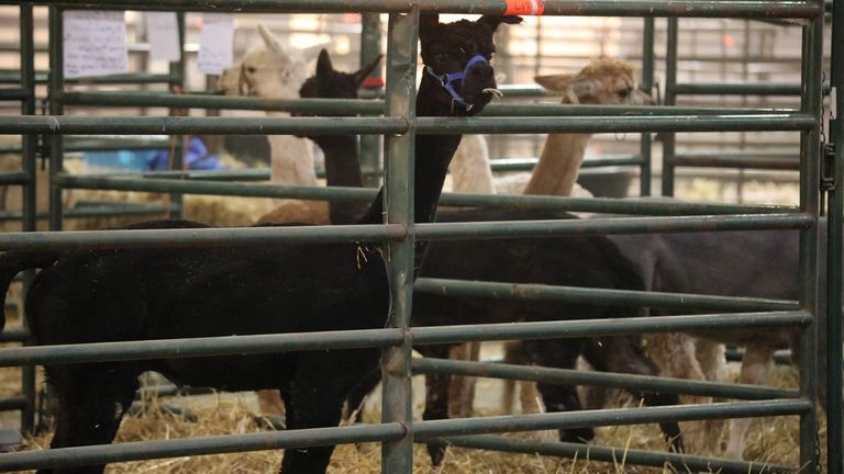 Livestock are being sheltered away from the deadly fires in local fairgrounds