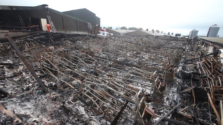 Around 2,000 pigs have been killed in a fire in Kilkeel, County Down.


