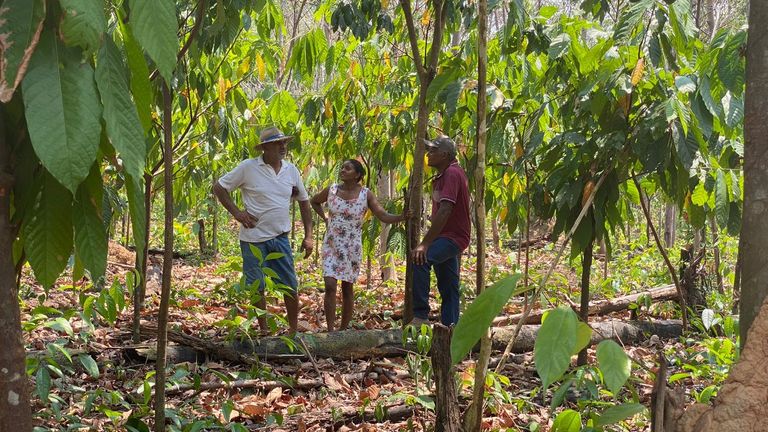 On an undamaged cocoa plantation