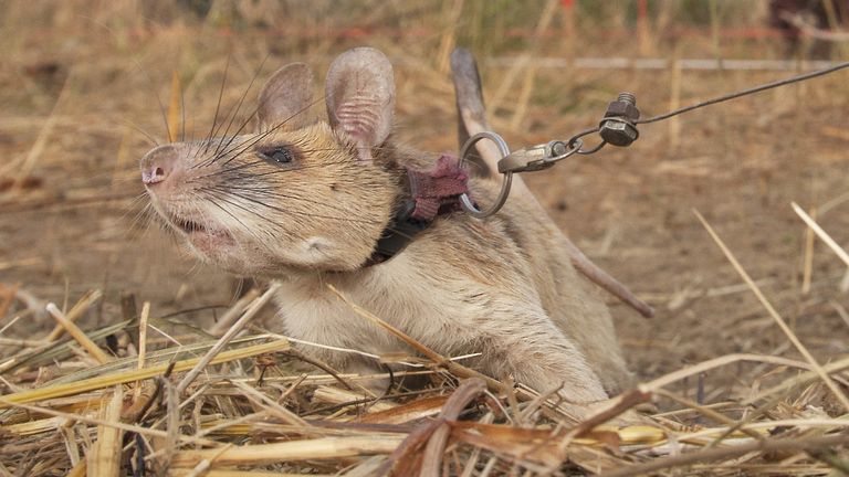 The giant African pouched rat discovered 39 landmines