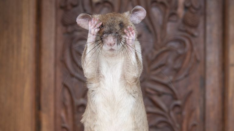 The landmine detection rat is nearing retirement