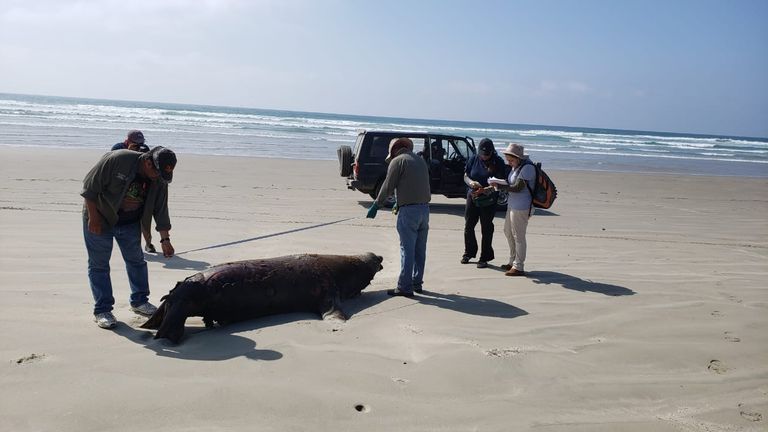 Mystery surrounds death of 137 sea lions who washed up on beach | UK