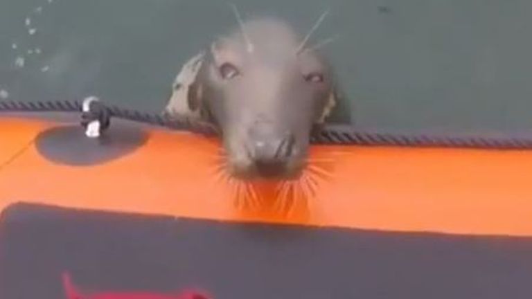 Seal pokes its head into lifeboat in Port Erin