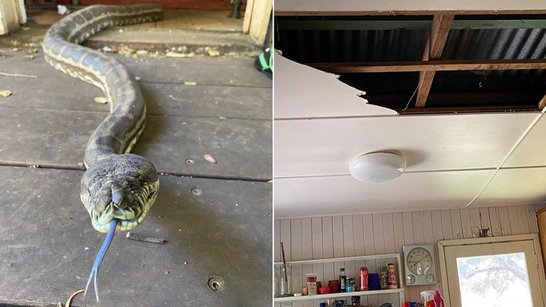 Two snakes crashed into David Tait&#39;s kitchen in Brisbane
