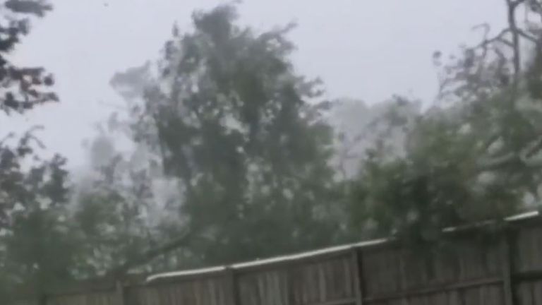 Tree uprooted as family watches