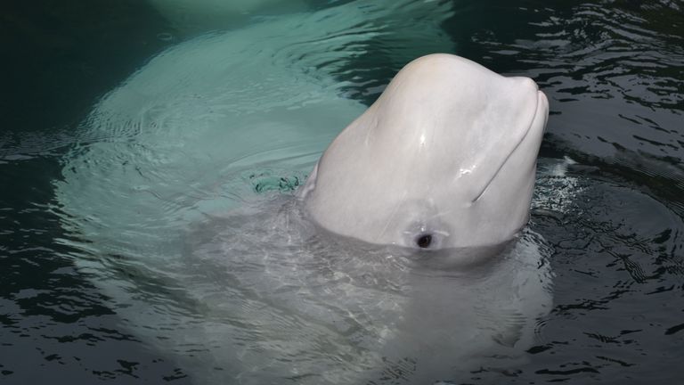 The mission to free beluga whales in captivity in Westman Islands. Pic: Sky News / Adam Parsons