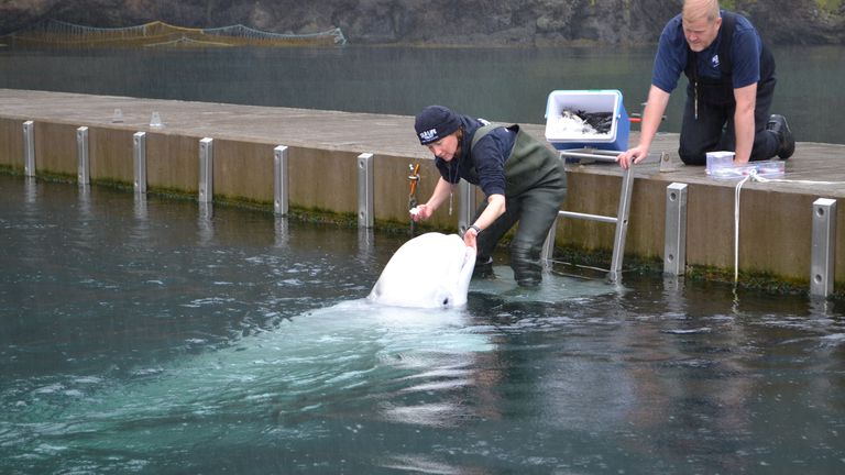 The mission to free beluga whales in captivity in Westman Islands. Pic: Sky News / Adam Parsons