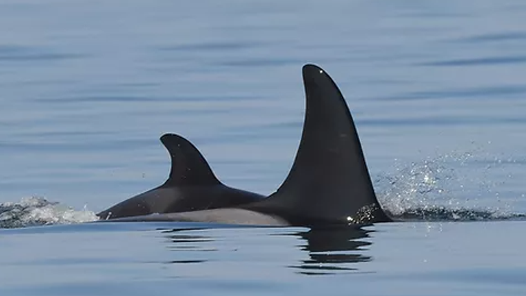 The calf may have been born on Friday. Pic: Katie Jones, Center for Whale Research