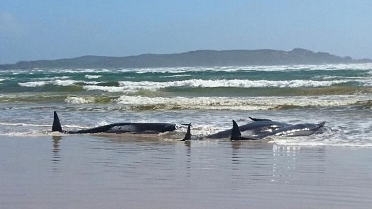 Why Did 150 Whales Strand Themselves on Australia's Coast? - The Atlantic