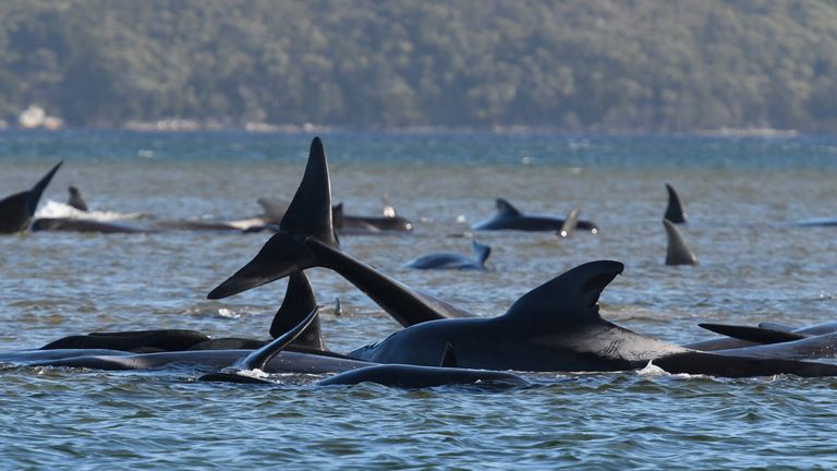 Around 90 of the 270 stranded whales have died, scientists say