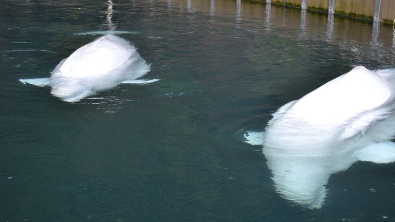 The mission to free beluga whales in captivity in Westman Islands. Pic: Sky News / Adam Parsons