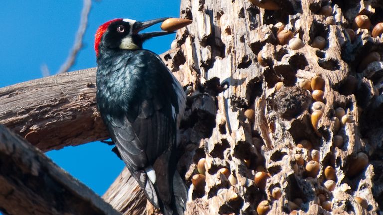 Woodpeckers store acorns in so-called &#39;granaries&#39; in oak trees. Pic: @Johnath