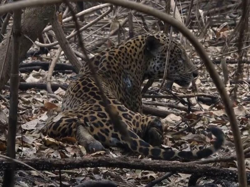 Wildfires disproportionately affected jaguars in the Pantanal