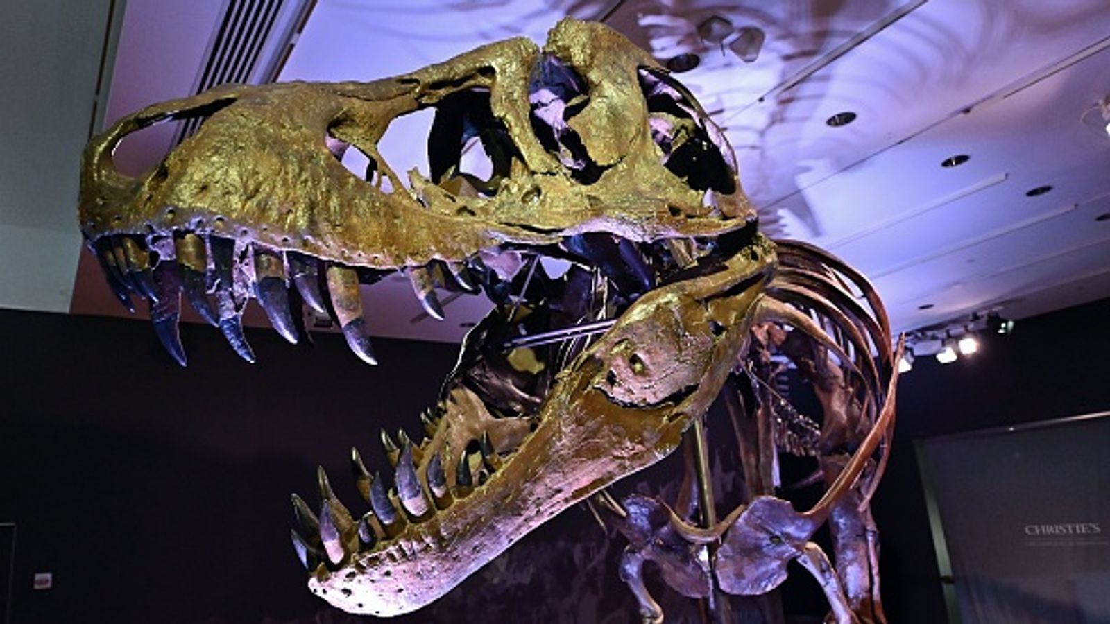 T-Rex skeleton named Stan breaks dinosaur fossil record with £24.5m ...