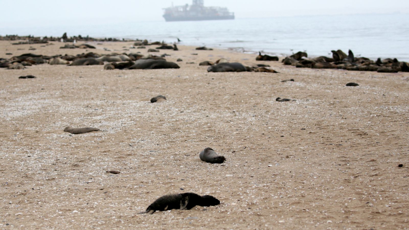 Seal wash. Намибия пляж с котиками.